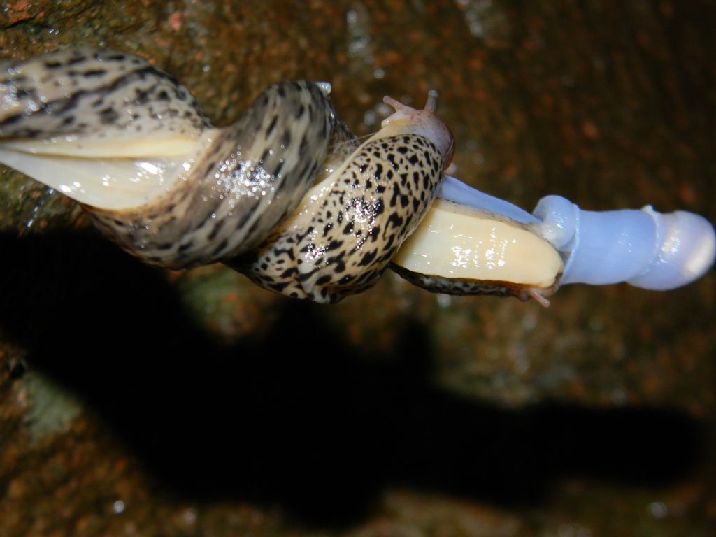 Accoppiamento Limax maximus da Guntschna (BZ) - per Cmb